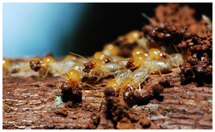 Termite Swarm in West New York, NJ