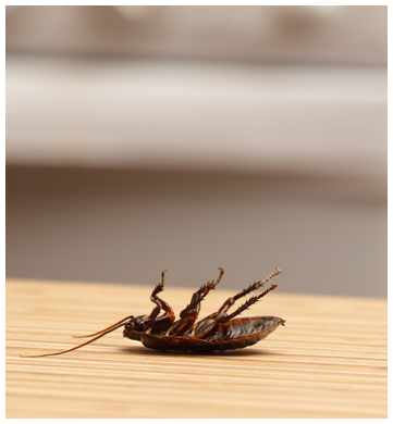 Dead Cockroach in West New York, NJ